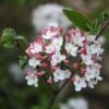 Viorne Du Burkwood - Viburnum X Burkwoodii Mohawk