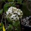 Viorne - Viburnum (x) Carlcephalum -Le Jardin Secret Boutique Viburnum carlcephalum 9631 1