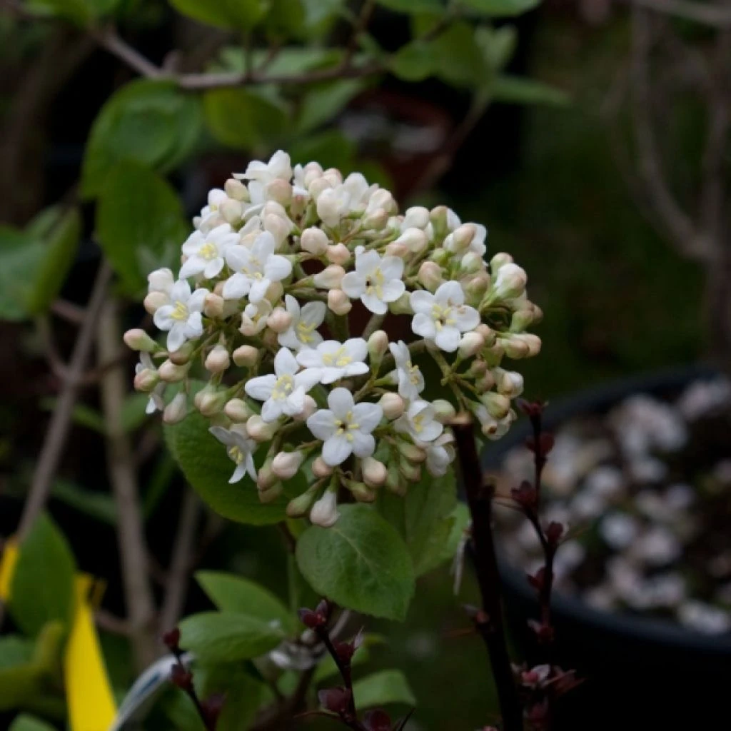 Viorne - Viburnum (x) Carlcephalum 3 Viorne - Viburnum (x) Carlcephalum