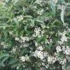 Viorne - Viburnum Hillieri Winton 1 Viorne - Viburnum Hillieri Winton -Le Jardin Secret Boutique Viburnum hillieri winton ld wallygrom 9573 1