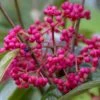 Viorne - Viburnum Nudum Brandywine -Le Jardin Secret Boutique Viburnum nudum Brandywine copyright 1008941 1