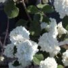 Viorne - Viburnum Plicatum Grandiflorum -Le Jardin Secret Boutique Viburnum plicatum Grandiflorum Noble 84380 1