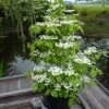 Viorne - Viburnum Plicatum Kilimandjaro -Le Jardin Secret Boutique Viburnum plicatum Kilimandjaro 84381 1