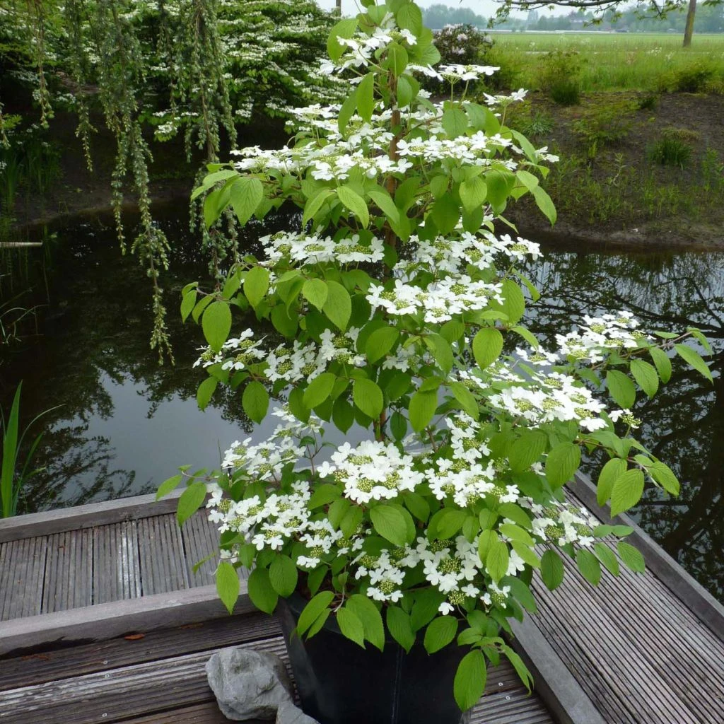 Viorne - Viburnum Plicatum Kilimandjaro 3 Viorne - Viburnum Plicatum Kilimandjaro