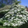 Viorne De Chine - Viburnum Plicatum Tomentosum -Le Jardin Secret Boutique Viburnum plicatum Tomentosum 1002362 1