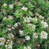 Viburnum Tinus Eve Price - Laurier Tin -Le Jardin Secret Boutique Viburnum tinus Eve Price 781506 1