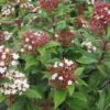 Viburnum Tinus Lisarose - Laurier-tin Rose -Le Jardin Secret Boutique Viburnum tinus Lisarose 782020 1