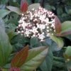 Viburnum Tinus Purpureum - Viorne Tin, Laurier Tin -Le Jardin Secret Boutique Viburnum tinus Purpureum 100288 1
