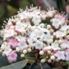 Viorne, Laurier Tin- Viburnum Tinus Spirit -Le Jardin Secret Boutique Viburnum tinus Spirit 781507 1