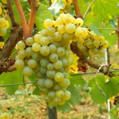 Vigne Chardonnay