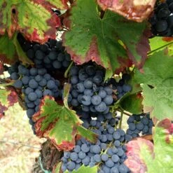 Vigne Alphonse Lavallée - Vitis Vinifera