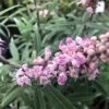 Vitex Agnus-castus Santamaria - Gattilier 1 Vitex Agnus-castus Santamaria - Gattilier -Le Jardin Secret Boutique Vitex Santamaria 16588 1