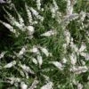 Vitex Agnus-castus Silver Spire - Gattilier -Le Jardin Secret Boutique Vitex Silver Spire 16589 1