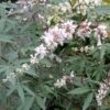 Vitex Agnus-castus Albus - Gattilier Blanc 2 Vitex Agnus-castus Albus - Gattilier Blanc -Le Jardin Secret Boutique Vitex agnus castus Alba 781856 1