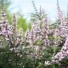 Vitex Agnus-castus Galactic Pink - Gattilier 1 Vitex Agnus-castus Galactic Pink - Gattilier -Le Jardin Secret Boutique Vitex agnus castus Galactic Pink Gattilier IF 17954 1