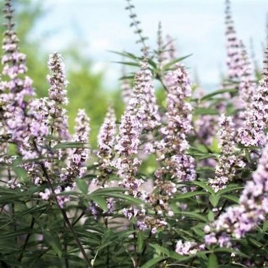 Vitex Agnus-castus Galactic Pink - Gattilier 3 Vitex Agnus-castus Galactic Pink - Gattilier