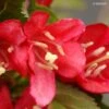 Weigela Nain Rouge Courtanin -Le Jardin Secret Boutique WEIGELA NAIN ROUGE 7881 1