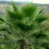 Washingtonia Robusta - Palmier Du Mexique -Le Jardin Secret Boutique Washingtonia robusta 82235 1