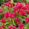 Weigela Picobella Rosso -Le Jardin Secret Boutique Weigela Picobella Rosso copyright 179561 1