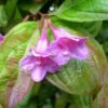 Weigela Wings Of Fire -Le Jardin Secret Boutique Weigela Wings of Fire 84389 1