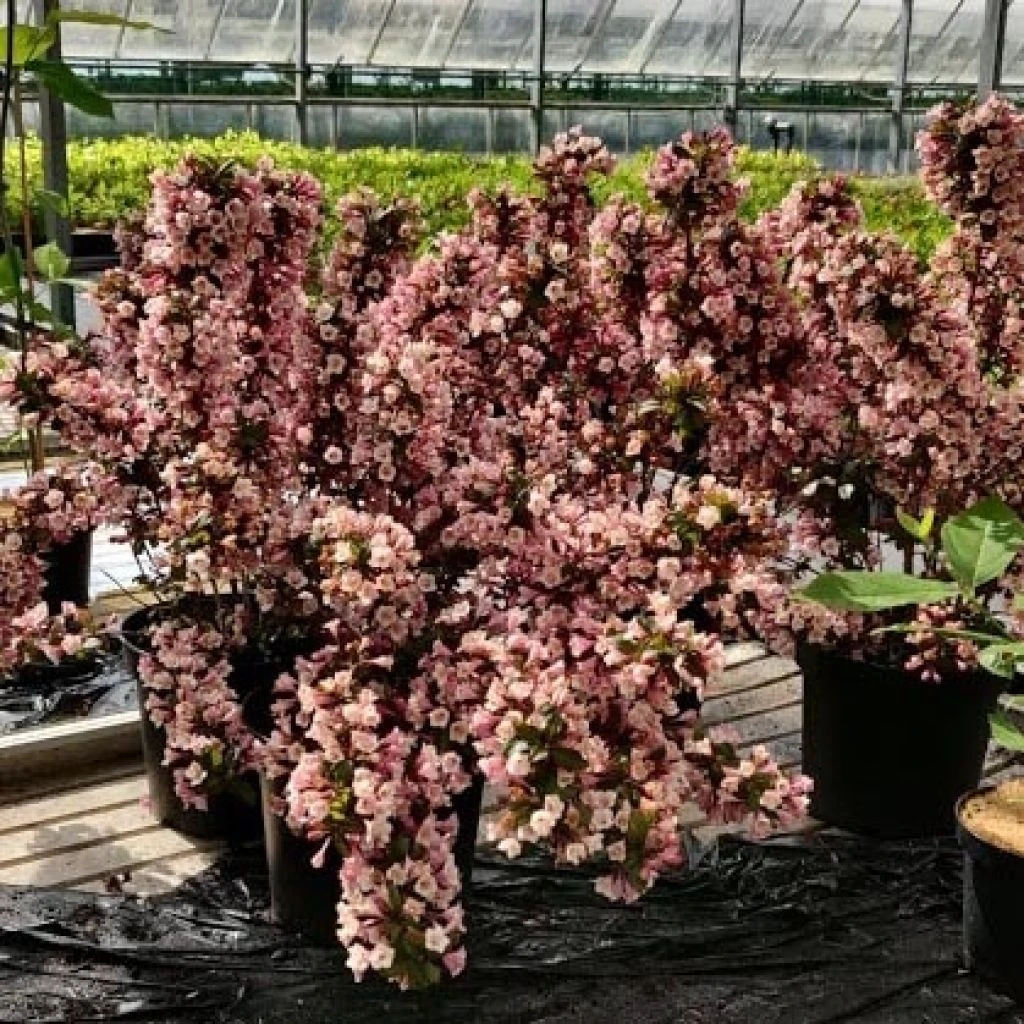 Weigela Florida Big Love 3 Weigela Florida Big Love