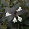 Weigela Florida Ebony And Ivory -Le Jardin Secret Boutique Weigela florida EBONY AND IVORY NOBLE 84392 1