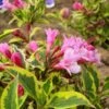 Weigela Florida Magical Rainbow -Le Jardin Secret Boutique Weigela florida Magical Rainbow 781857 1