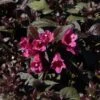 Weigela Florida Minor Black -Le Jardin Secret Boutique Weigela florida Minor Black 84393 1