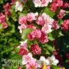 Weigela Hybride Carnaval -Le Jardin Secret Boutique Weigela hybride Carnaval 100238 1