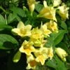 Weigela Middendorffiana -Le Jardin Secret Boutique Weigela middendorffiana 781921 1