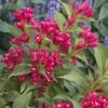 Weigela All Summer Red -Le Jardin Secret Boutique Weigelia All Summer Red 84476 1