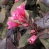 Weigela Florida Victoria -Le Jardin Secret Boutique Weigelia florida victoria 7534 1