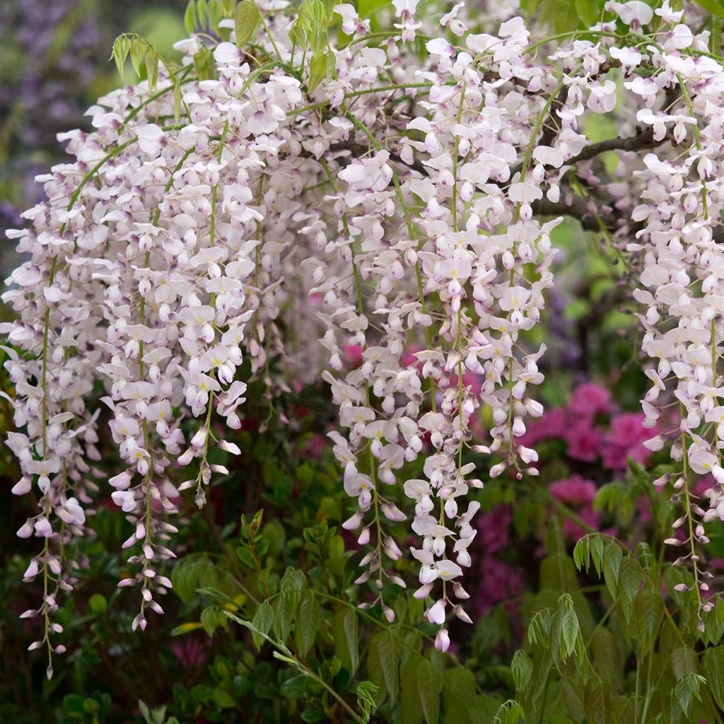 Glycine Japonaise - Wisteria Floribunda Lipstick 3 Glycine Japonaise - Wisteria Floribunda Lipstick