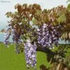 Glycine De Chine Blue Line - Wisteria Sinensis -Le Jardin Secret Boutique Wisteria sinensis Blue line IF 17373 1