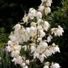 Yucca Filamentosa -Le Jardin Secret Boutique Yucca filamentosa ld CarlELewis 7624 1