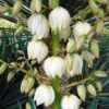 Yucca Gloriosa - Dague Espagnole -Le Jardin Secret Boutique Yucca gloriosa 83488 1