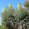 Yucca Rigida - Yucca Bleu -Le Jardin Secret Boutique Yucca rigida 83492 2