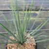 Yucca Rostrata Sapphire Skies -Le Jardin Secret Boutique Yucca rostrata Sapphire Skies 16708 1