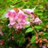 Abelia Parviflora Bumble Bee -Le Jardin Secret Boutique abelia parviflora bumble bee 85981 1
