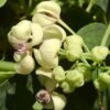 Akebia Quinata Cream Form