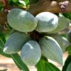 Amandier All In One - Prunus Dulcis 1 Amandier All In One - Prunus Dulcis -Le Jardin Secret Boutique amandier all in one 70046 1