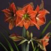 Amaryllis Terra Cotta -Le Jardin Secret Boutique amaryllis Terra Cotta 56703 1