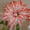 Amaryllis Double Dancing Queen 1 Amaryllis Double Dancing Queen -Le Jardin Secret Boutique amaryllis double dancing queen 56962 1