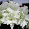 Amaryllis Double Ice Queen -Le Jardin Secret Boutique amaryllis ice king 56647 1