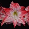 Amaryllis Spotlight* -Le Jardin Secret Boutique amaryllis spotlight 56702 1