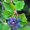 Amelanchier Alnifolia Saskatoon Berry -Le Jardin Secret Boutique amelanchier alnifolia saskatoon berry 85479 1