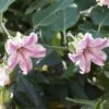 Araujia Sericifera Pink - Plante Cruelle 1 Araujia Sericifera Pink - Plante Cruelle -Le Jardin Secret Boutique araujia sericofera 681343 4