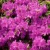 Azalée Du Japon Purple Splendor - Rhododendron Hybride 1 Azalée Du Japon Purple Splendor - Rhododendron Hybride -Le Jardin Secret Boutique azal e du japon purple splendor 1008481 1 1 1