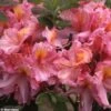Azalée De Chine Berry Rose - Rhododendron Hybride -Le Jardin Secret Boutique azalee berry rose 80449 1