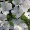 Azalée Du Japon Eucharis - Rhododendron Hybride -Le Jardin Secret Boutique azalee eucharis 80472 1